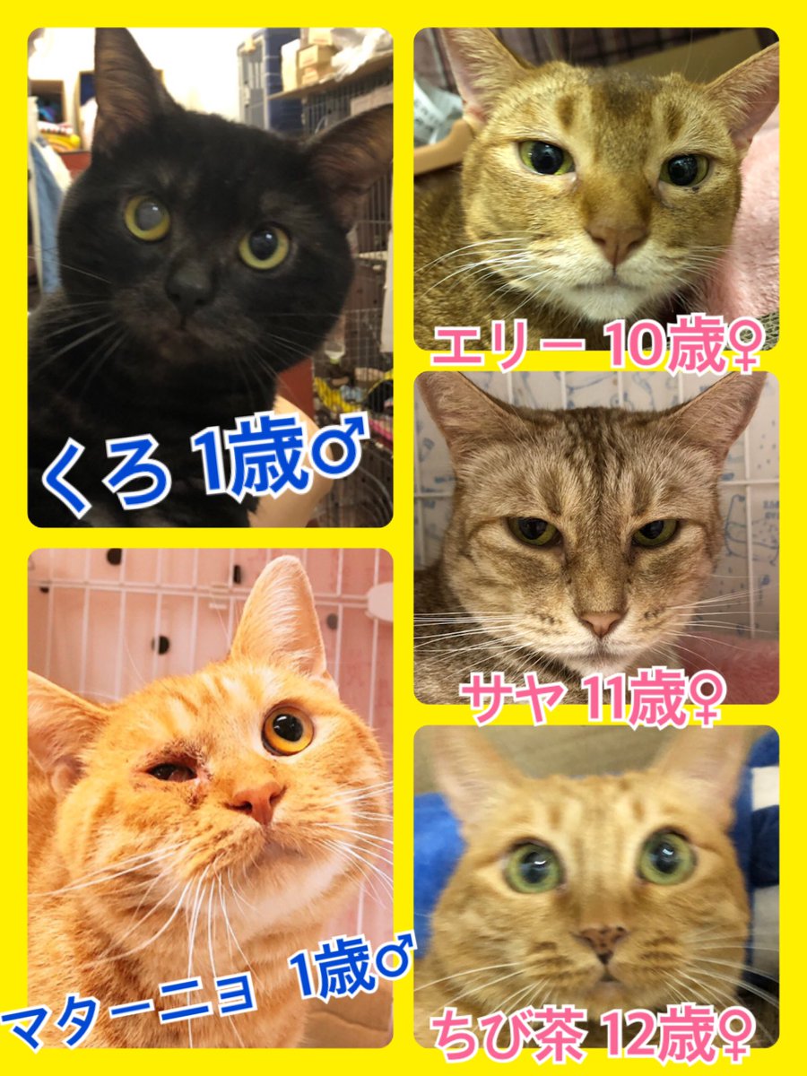 🐾今日の里親様募集中ニャンコ🐱メンバーです🐾2020,5,13